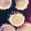 Accelerating Lumber Production with Machine Vision
