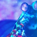 Undersea Visionaries: How the Mantis Shrimp is Changing the Way We See the World
